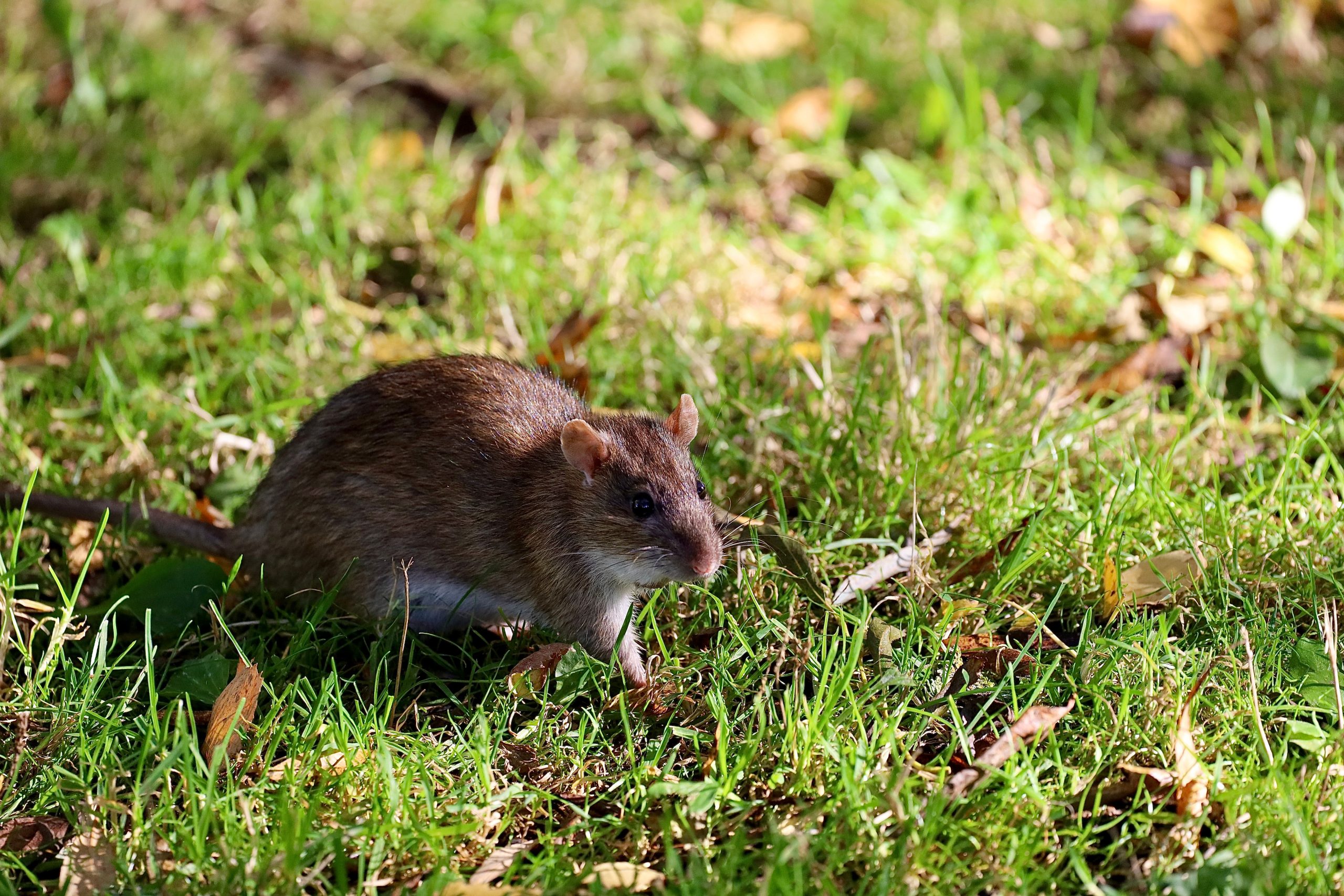 Ratten in het najaar